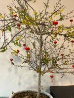 img_7885_original